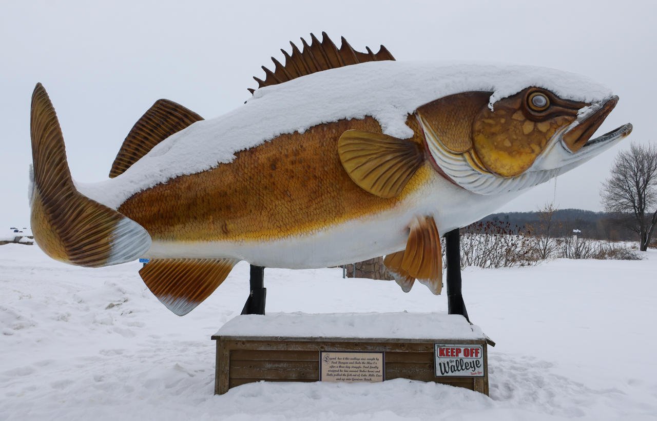 Snow Walleye