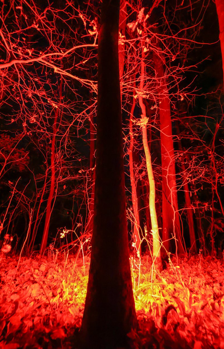 The Red Forest